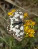 Melanargia galathea